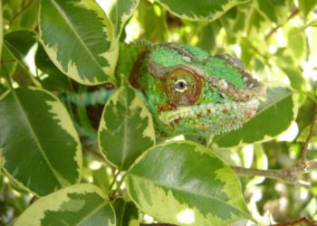 Best Artificial Vines For Chameleons