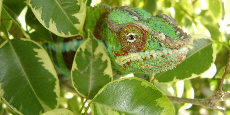 Best Artificial Vines For Chameleons