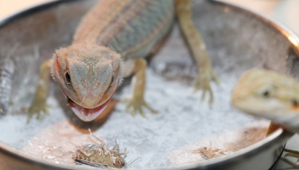 Best Calcium Supplements For Bearded Dragons