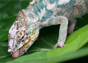 Best Chameleon Drinking Systems