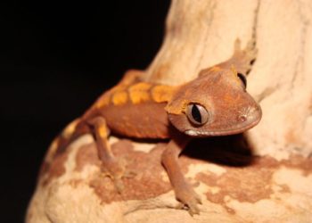 Best Crested Gecko Lighting