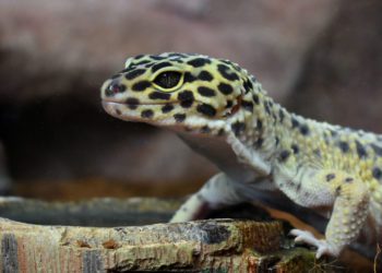 Best Feeding Dishes for Leopard Geckos