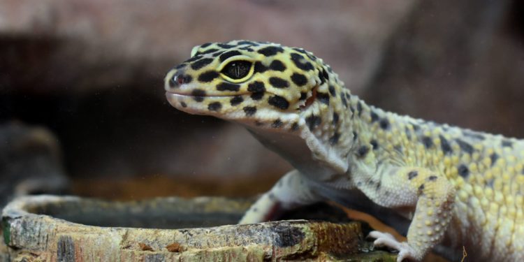 Best Feeding Dishes for Leopard Geckos