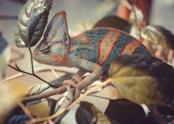 Best Heat Mats for Chameleons