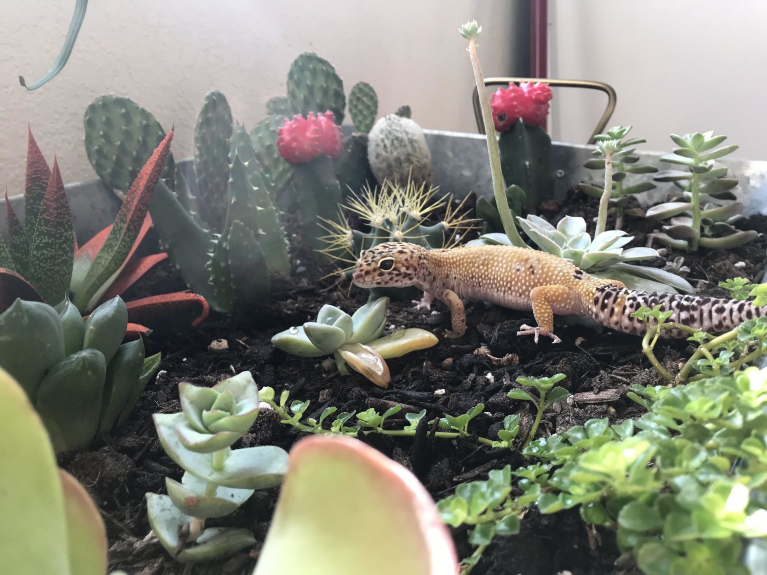 Best 5 Safe Plants For Leopard Geckos for 2024 MyPetCareJoy