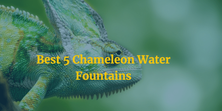 Chameleon Water Fountains