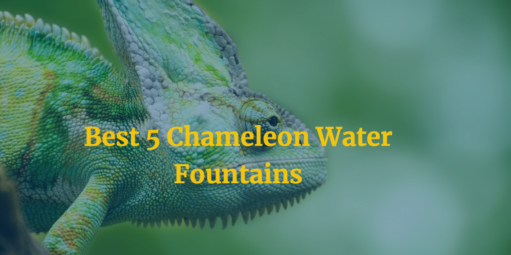 Best 5 Chameleon Water Fountains | MyPetCareJoy