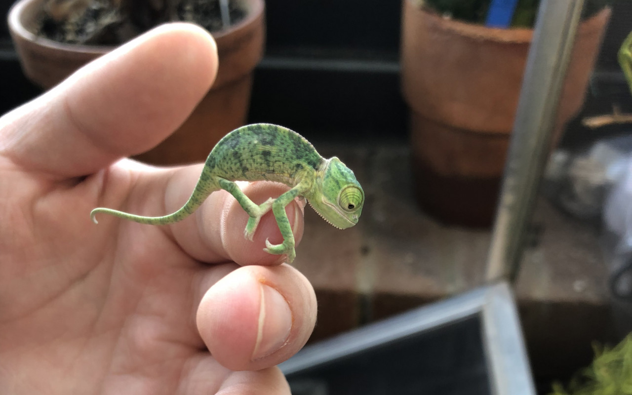 How to Care For Baby Chameleons? | MyPetCareJoy