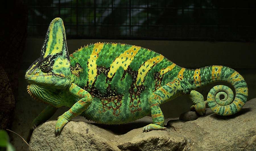 Chameleon_aggressive