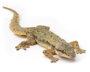 Common House Gecko