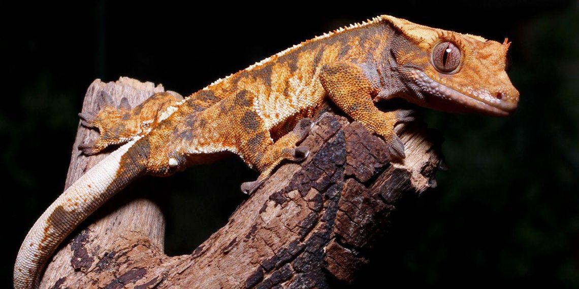 How to Clean a Crested Gecko Terrarium? MyPetCareJoy