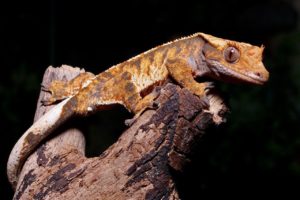 Crested Gecko