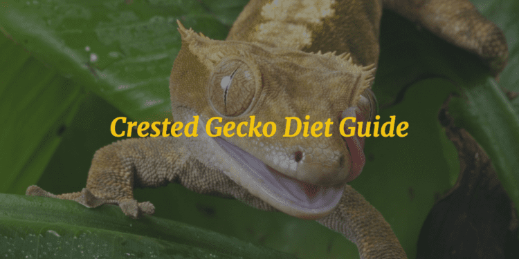 Crested Gecko Diet Guide