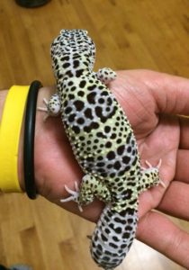 Fat-Leopard-Gecko