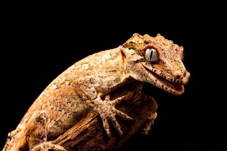 7 Best Pet Gecko Types for Beginners | MyPetCareJoy