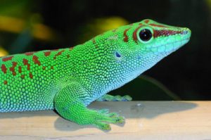 Giant Day Gecko