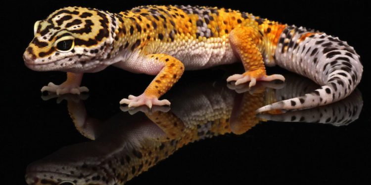 Guide for Buying Your First Leopard Gecko