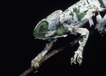 How To Help Chameleons Shed