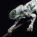 How To Help Chameleons Shed