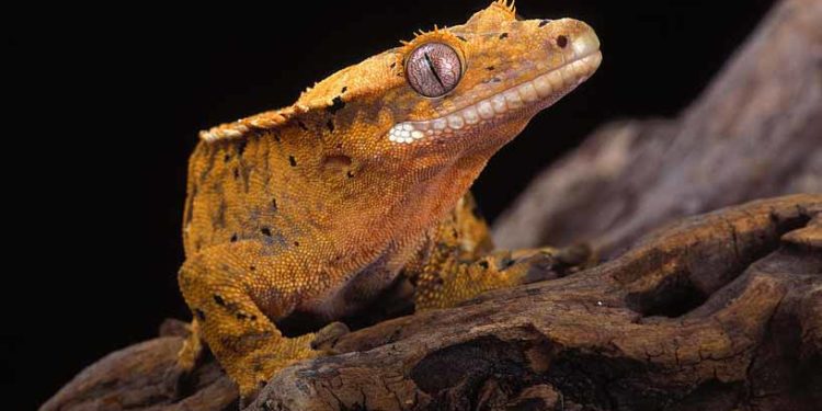 How To Set Up Right Temperature For Your Crested Gecko