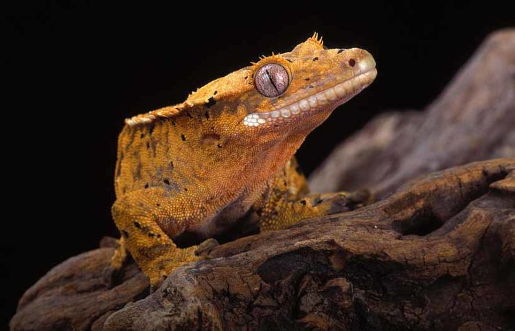 How To Set Up Right Temperature For Your Crested Gecko