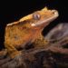 How To Set Up Right Temperature For Your Crested Gecko