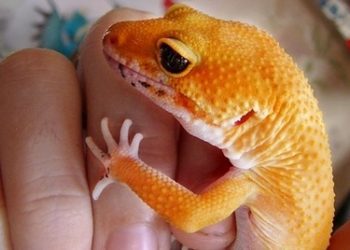 How-To-Tame-a-Leopard-Gecko-Tips