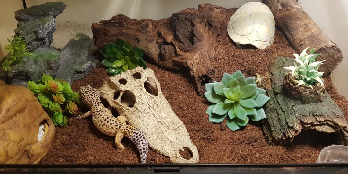 How to Set Up a Leopard Gecko Terrarium? MyPetCareJoy