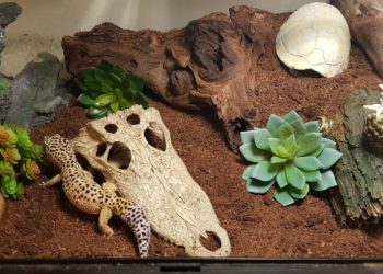 How to Setup a Leopard Gecko Terrarium