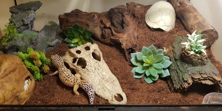 How to Setup a Leopard Gecko Terrarium