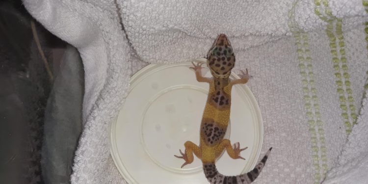 How to Travel with a Leopard Gecko in the Winter