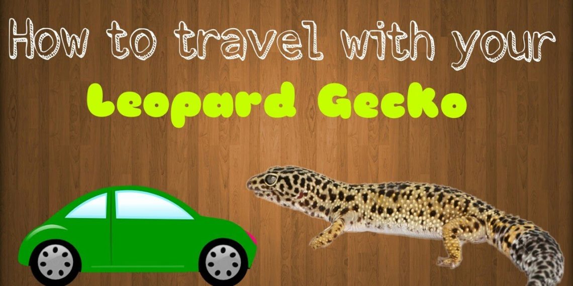 Transporting Gecko How to Transport a Leopard Gecko to the Vet? | MyPetCareJoy