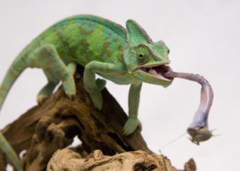 chameleon to eat
