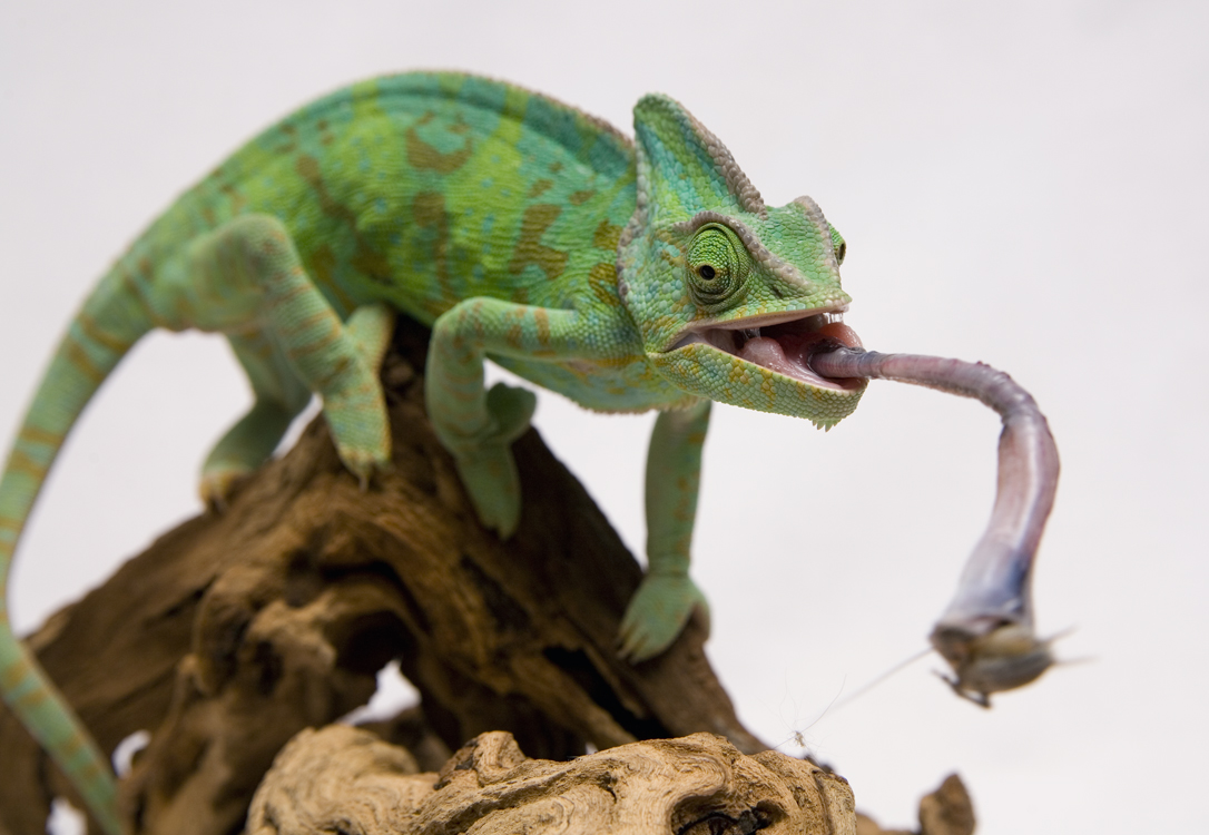 How To Get A Baby Chameleon To Eat? | MyPetCareJoy