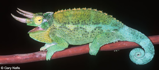 What Vegetables Can Chameleons Eat Mypetcarejoy