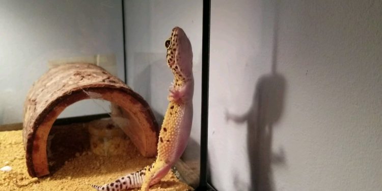 Leopard Gecko Glass Surfing At Night