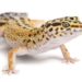 Leopard Gecko Reptile