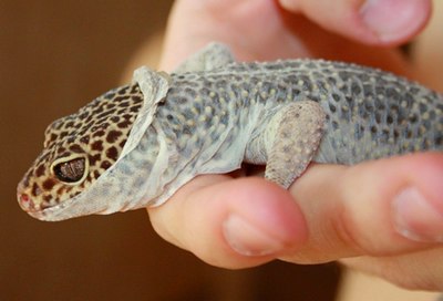 Leopard-Gecko-Shed