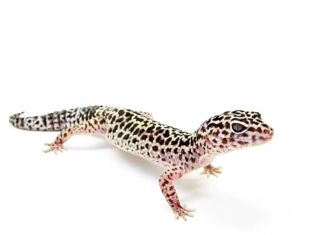 Why is my Leopard Gecko Standing Up? MyPetCareJoy