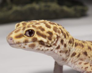 Leopard Gecko Stare at Me