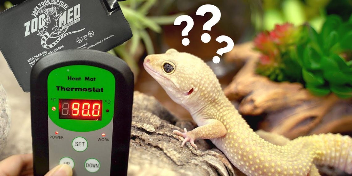 leopard gecko thermostat