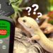 Leopard Gecko Thermostats