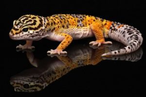 Leopard Gecko