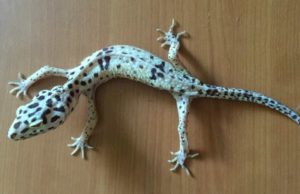 Leopard-Gecko-Weight-Loss