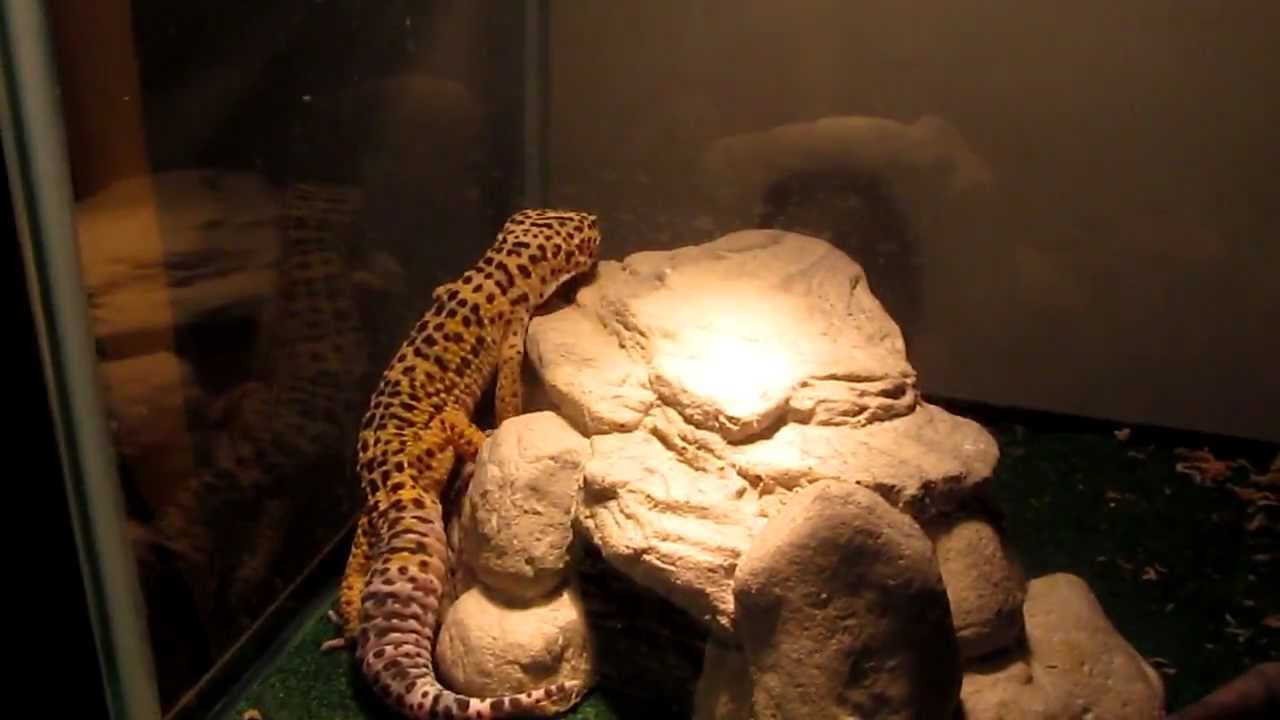 Leopard Gecko Tank Is Too Cold? Care Guides for Your Pet MyPetCareJoy