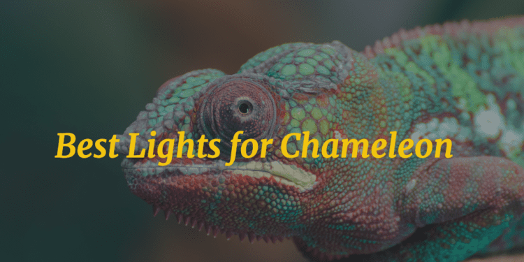Lights for Chameleon