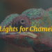 Lights for Chameleon