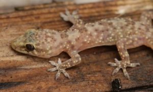 Mediterranean House Gecko