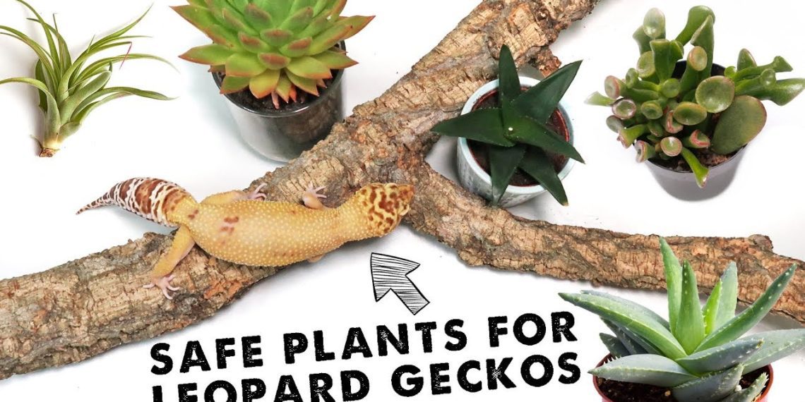 Best 5 Safe Plants For Leopard Geckos for 2024 MyPetCareJoy