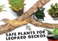 Safe Plants For Leopard Geckos
